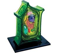 Modello anatomico di cellule vegetali 4D, modello di organelli dei cloroplasti, 26 parti staccabili, supporti didattici for campioni biologici microscopici ingranditi, for l'insegnamento e