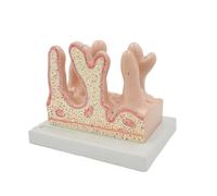 Modello anatomico di ciglia del colon per la ricerca medica Intestino umano Villus Anatomia Modello di assistenza medica Istituzioni educative
