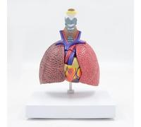 Modello Anatomico di Confronto del Polmone Umano Staccabile Con Base, Modello Anatomico del Sistema Respiratorio Con Scheda Manuale, Strumenti di Studio di Anatomia e Fisiologia