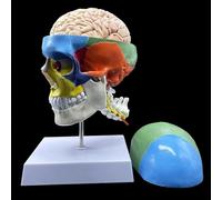 Modello anatomico di Cranio Umano con Cervello e Vertebra cervicale, Cranio suddiviso con codice Colore, Anatomia a grandezza Naturale per la visualizzazione in Aula di scienze