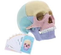 Modello Anatomico di Cranio Umano in Plastica Smontabile | Studenti di Anatomia e Infermieristica, Dimostrazione Visiva, Uso in Aula e Consulenza Clinica