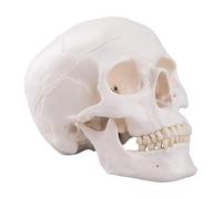 Modello anatomico di cranio umano, replica a grandezza naturale di un adulto con calotta cranica rimovibile e mandibola articolata for lo studio dell'anatomia