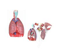 Modello anatomico di Cuore e polmone della laringe Umana Rimovibile 7 Parti Anatomia Toracica/Gola Medica Umana Laringe