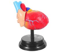 Modello Anatomico di Cuore Umano Rosso Base e Manuale | Smontabile per Studio Scolastico, Plastica 19x12x11cm, per Lezioni di Studio e Programma Educativo