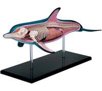 Modello anatomico di delfino 4D, anatomia degli organi per dimostrazione didattica sugli animali, 18 parti staccabili per studio scientifico e dimostrazione didattica sugli animali