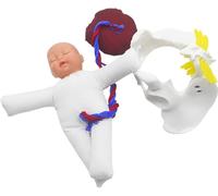 Modello anatomico di dimostrazione della Nascita del Modello anatomico del Bacino Femminile del Parto Include Modelli di cordone ombelicale della Placenta Staccabile del Bambino e del Bacino