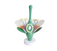 Modello anatomico di foglie e stami di fiori realistici foglie di piante stami modello anatomia biologia insegnamento modello vegetale in PVC