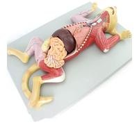 Modello anatomico di gatto 3D Kit modello anatomico di gatto visivo Anatomia animale Staccabile e assemblabile Anatomia veterinaria Allevamento animali Insegnamento