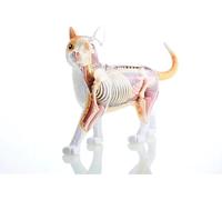 Modello anatomico di gatto 4D Vision - Kit scheletro di gatto arancione con 28 organi staccabili