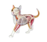 Modello anatomico di gatto arancione 4D - Scheletro e biologia animale realistici per l'insegnamento e l'apprendimento medico