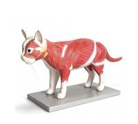 Modello anatomico di gatto, kit di anatomia dello scheletro | Smontabile, strumento didattico realistico per la dimostrazione di animali, per la formazione veterinaria