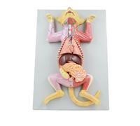 Modello Anatomico Di Gatto - Modello Anatomico Di Gatto A Grandezza Naturale - Separabile In 10 Parti Modello Anatomico Animale - Modello Anatomico Didattico In Pvc Per Animali - Compatibile Con La F