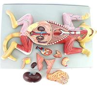 Modello anatomico di gatto - Torso e scheletro a grandezza naturale per educazione medica e ausili per l'addestramento