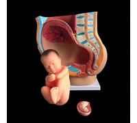 Modello anatomico di Gravidanza della Sezione pelvica Umana Femminile, Modello di feto di Bambino di Nove Mesi in 4 Parti a grandezza Naturale con organi Rimovibili per Anatomia Medica