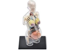 Modello anatomico di gravidanza femminile, organi della gravidanza anatomia umana, modello didattico 41 organi staccabili e parti del corpo for la formazione medica attrezzatura da laboratorio