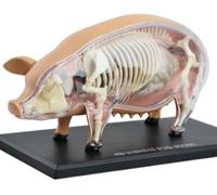 Modello anatomico di maiale 4D da 1 pezzo - Modello anatomico animale staccabile dettagliato for la formazione e l'istruzione veterinaria