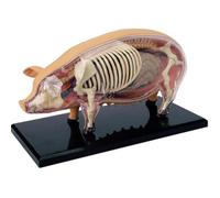 Modello Anatomico Di Maiale 4D, Modello Anatomico Di Scheletro Di Maiale | Campione Di Biologia Staccabile For La Formazione Veterinaria E La Dimostrazione Didattica Nelle Cliniche E Nelle Scuole