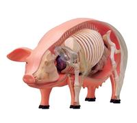 Modello anatomico di maiale 4D, modello di scheletro, modello anatomico, 19 organi staccabili, parti del corpo, modello animale - modello didattico per l'insegnamento degli strumenti