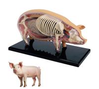 Modello anatomico di maiale con visione 4D, esemplare di biologia di maiale con 19 organi staccabili, modelli medici per esercitazioni veterinarie e dimostrazioni didattiche