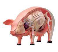 Modello anatomico di maiale in 4D, modello anatomico dello scheletro, modello animale con 19 organi e parti del corpo rimovibili per l'insegnamento e lo studio