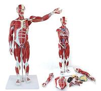 Modello anatomico di manichino Umano, Modello di Muscoli Umani, con Anatomia Muscolare Superficiale e Struttura del Corpo, Figura Muscolare a grandezza Naturale in 27 Parti per Lo Studio e l