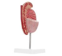 Modello Anatomico di Maschile in PVC per Studio Didattico | Struttura Etichettata, Supporto per Studenti ed Educatori, Esposizione da Tavolo, Riferimento Scientifico