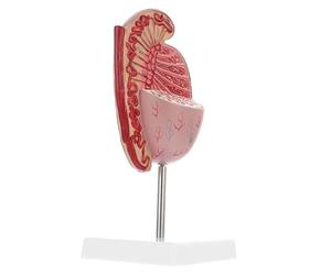 Modello Anatomico di Maschile in PVC per Studio Didattico | Struttura Etichettata, Supporto per Studenti ed Educatori, Esposizione da Tavolo, Riferimento Scientifico