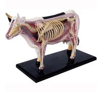 Modello Anatomico Di Mucca 4D Con 29 Organi E Parti Scheletriche Staccabili, Modello Anatomico Veterinario Per Clinica Veterinaria, Formazione Veterinaria E Dimostrazione Didattica Scolastica
