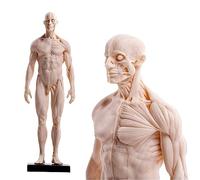 Modello anatomico di muscoli e ossa umani - Modello anatomico dell'anatomia muscoloscheletrica del corpo umano - Riferimento anatomico da 28 cm per artisti (B)