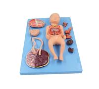 Modello Anatomico Di Organi Neonatali, Neonati, Addome, Cordone Ombelicale, Placenta, Cura Fetale, Modello Anatomico Per Classi/Studenti, Materiali Didattici, Modelli Medici E Materiali Didattici