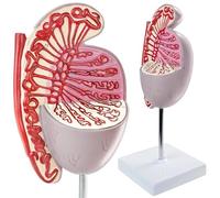 Modello anatomico di organo umano, modello di anatomia del testicolo maschile, modelli ingranditi di strutture testicolari con marcature numeriche, for l'educazione scientifica e la ricerca.