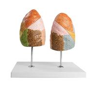 Modello Anatomico di Organo Viscerale Segmentato A Colori del Modello del Polmone Umano