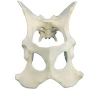 Modello anatomico di ossa animali, modello pelvico di cane, modalità di insegnamento degli esercizi dell'anca canina, for l'insegnamento della formazione dimostrativa veterinaria.