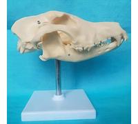 Modello anatomico di ossa naturali canine - Modello di cranio canino - Modello di cranio animale - Modello di scheletro canino di anatomia medica for l'insegnamento della medicina veterinaria