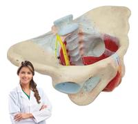 Modello Anatomico Di Osso Pelvico A Grandezza Naturale 1:1,Modello Di Muscolo Del Pavimento Pelvico Femminile,Per Lo Studio E L'Insegnamento Della Scienza