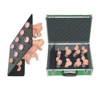 Modello Anatomico di Patologie della Cervice Uterina (8 Pezzi) con 6 Cervici Patologiche e 2 Normali per Anatomia Umana, Regali Studente Medicina, Modello Corpo Umano
