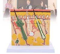 Modello Anatomico Di Pelle Umana 70x for L'educazione E La Comunicazione | Modello dettagliato della struttura della pelle for l'insegnamento e la comunicazione.