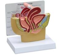 Modello anatomico di Pelvi femminile in sezione 3B Scientific 1019561