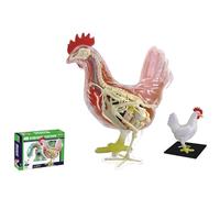 Modello anatomico di pollo 4D Vision, kit di modello di scheletro e anatomia del pollo, modello animale anatomico scientifico staccabile in 32 parti, kit giocattolo di assemblaggio