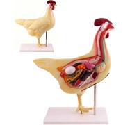 Modello anatomico di pollo, kit modello di anatomia animale 3D con organi e scheletro rimovibili, set di biologia dettagliato for studenti di veterinaria, agricoltori.