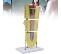 Modello anatomico di radice di dicotiledone con ingrandimento 400x - Simulatore realistico della struttura cellulare vegetale per l'istruzione biologica, sussidio didattico botanico per scuole