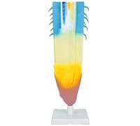 Modello anatomico di radice di piante realistiche modelli anatomici di radice di piante in PVC per insegnamento dimostrazione e educazione scientifica modello cellulare per l'educazione scientifica