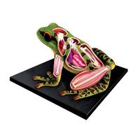 Modello anatomico di rana 4D Vision, 31 organi di rana staccabili in 31 parti e modello di parti del corpo, attrezzature didattiche per cliniche mediche educative, regalo giocattolo