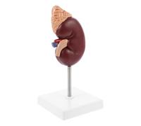 Modello Anatomico di Rene Ghiandola 1: 1 in Plastico | Base e Supporto, Si Divide in Due Parti, per Scuole e Consulti Clinici, Visione Semplice