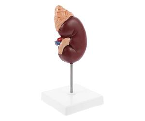 Modello Anatomico di Rene Ghiandola 1: 1 in Plastico | Base e Supporto, Si Divide in Due Parti, per Scuole e Consulti Clinici, Visione Semplice