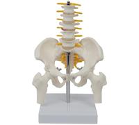 Modello anatomico di scheletro, bacino e colonna vertebrale con cinque vertebre lombari, per insegnare e studiare, scheletro umano modello in PVC, bacino anatomico umano, 22 x 11 x 14,5 cm