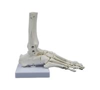 Modello anatomico di scheletro del piede e della caviglia modello di scheletro dell'articolazione del piede destro umano per l'istruzione e la