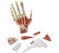 Modello anatomico di scheletro della mano di grado medico in 7 parti, muscoli, legamenti, nervi, vasi sanguigni della mano umana, vita anatomica for l'insegnamento medico