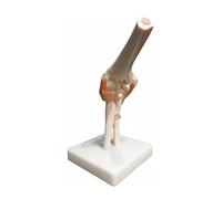 Modello anatomico di scheletro dell'articolazione del gomito a grandezza naturale, anatomia medica umana, completamente articolato for lo studio dell'anatomia umana Stampi didattici
