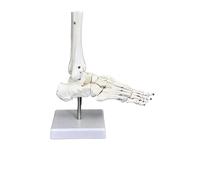 Modello anatomico di scheletro dell'articolazione della caviglia del piede a grandezza naturale - Strumento di visualizzazione medica per studio e istruzione(Foot SetA)